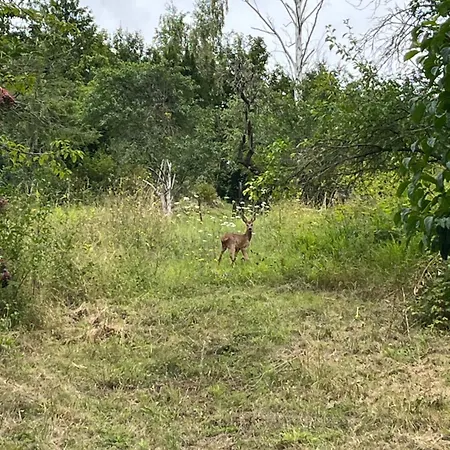 Sonnenberg بيت للعطل ثال